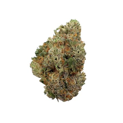 Albatross – Gucci Pink